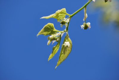 Celtis occidentalis - břestovec západní - květ a list